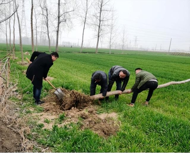 网络图片(侵删) 网络图片(侵删)