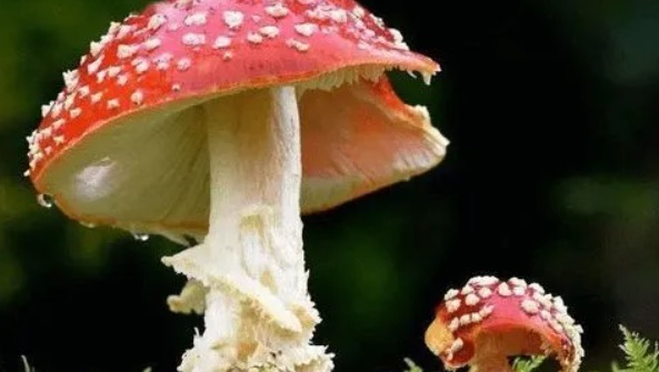 网络图片(侵删) 网络图片(侵删)