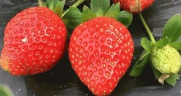 网络图片(侵删) 网络图片(侵删)