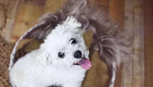 网络图片(侵删) 网络图片(侵删)