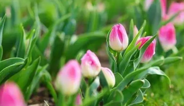 网络图片(侵删) 网络图片(侵删)