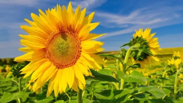 网络图片(侵删) 网络图片(侵删)