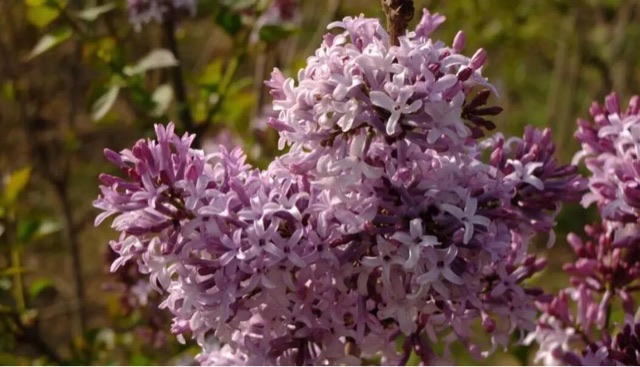 网络图片(侵删) 网络图片(侵删)