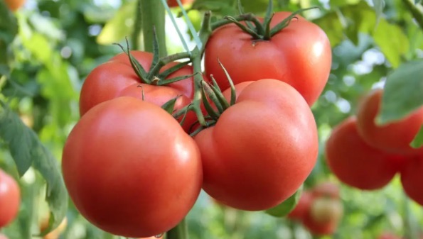 网络图片(侵删) 网络图片(侵删)