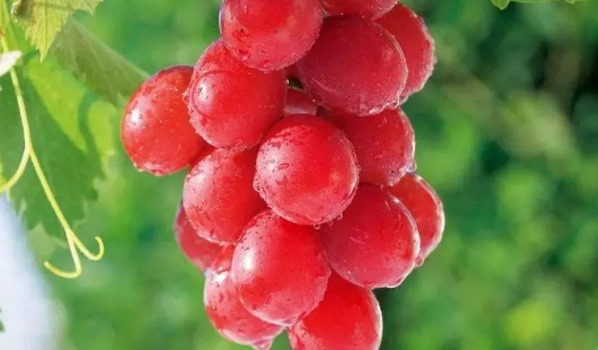 网络图片(侵删) 网络图片(侵删)