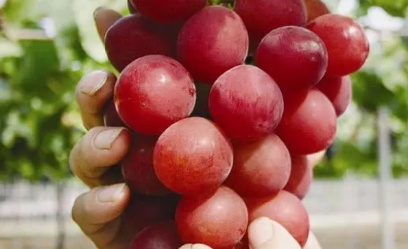 网络图片(侵删) 网络图片(侵删)