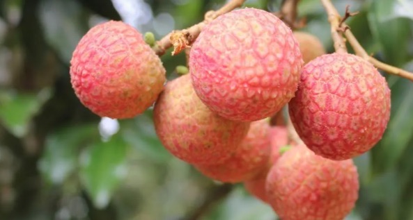 网络图片(侵删) 网络图片(侵删)