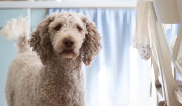 网络图片(侵删) 网络图片(侵删)