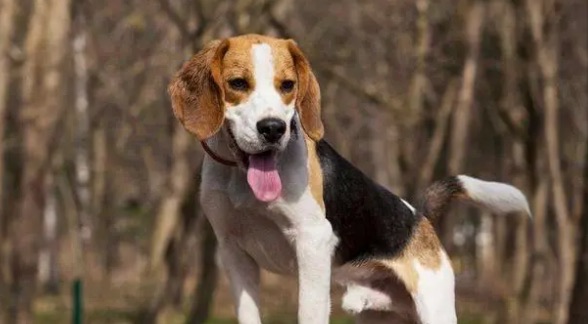 网络图片(侵删) 网络图片(侵删)