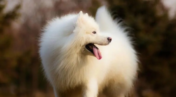 网络图片(侵删) 网络图片(侵删)