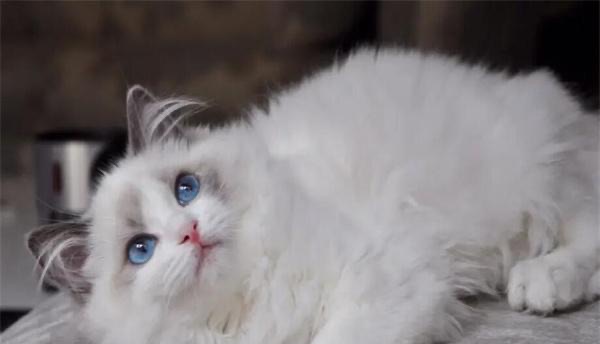 网络图片(侵删) 网络图片(侵删)