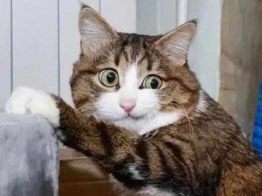 网络图片(侵删) 网络图片(侵删)