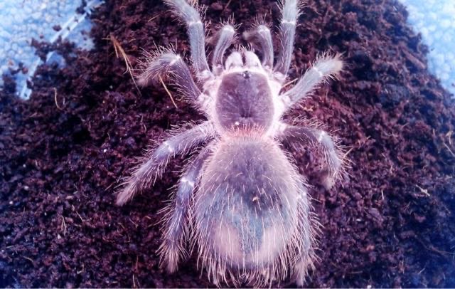 网络图片(侵删) 网络图片(侵删)