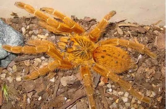 网络图片(侵删) 网络图片(侵删)