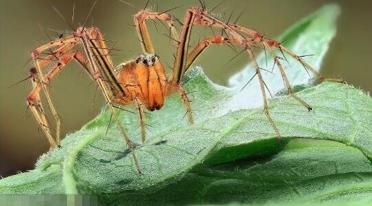 网络图片(侵删) 网络图片(侵删)
