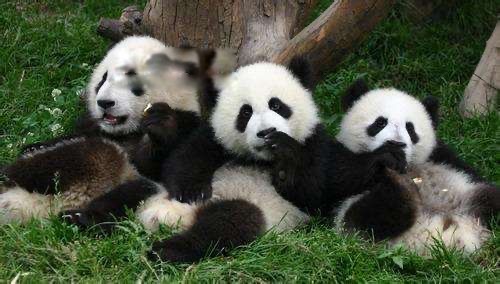 网络图片(侵删) 网络图片(侵删)