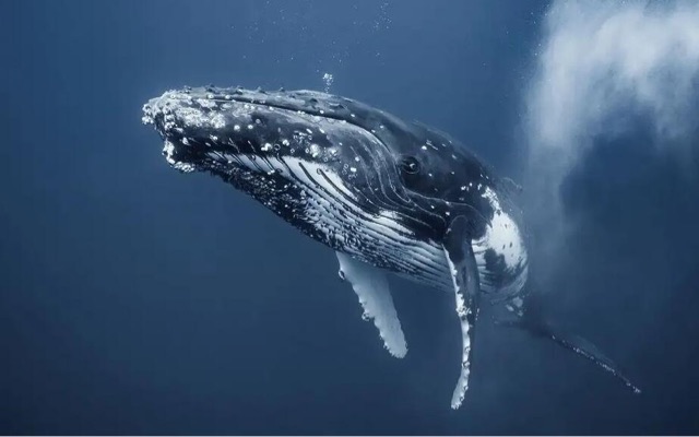 网络图片(侵删) 网络图片(侵删)