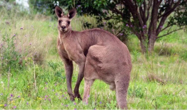 网络图片(侵删) 网络图片(侵删)