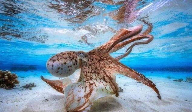 网络图片(侵删) 网络图片(侵删)