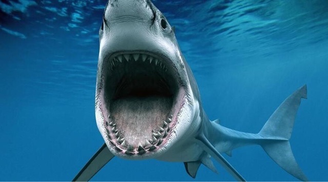 网络图片(侵删) 网络图片(侵删)