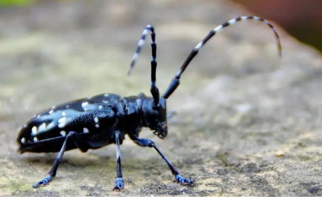 网络图片(侵删) 网络图片(侵删)