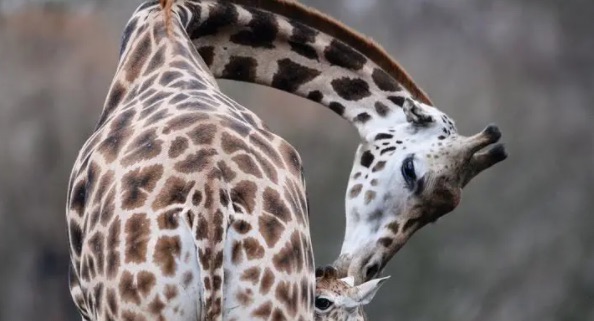 网络图片(侵删) 网络图片(侵删)