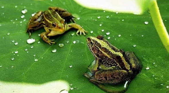 网络图片(侵删) 网络图片(侵删)