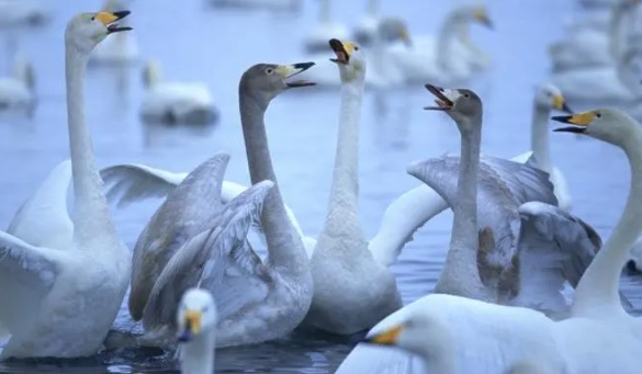 网络图片(侵删) 网络图片(侵删)