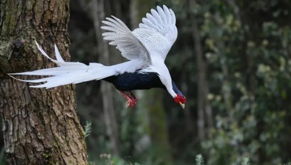 网络图片(侵删) 网络图片(侵删)