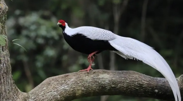 网络图片(侵删) 网络图片(侵删)