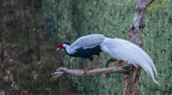 网络图片(侵删) 网络图片(侵删)