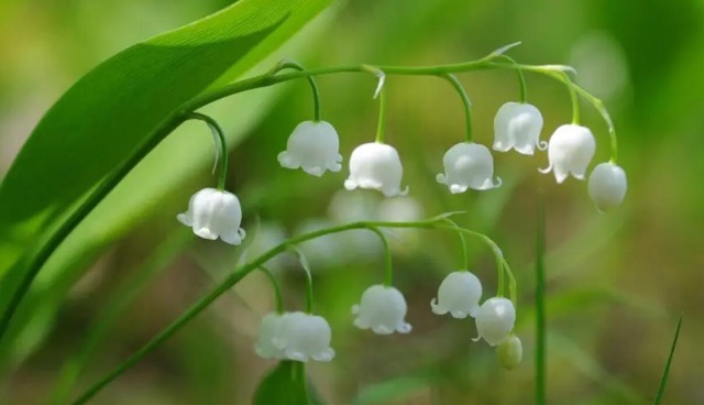 网络图片(侵删) 网络图片(侵删)