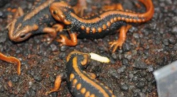 网络图片(侵删) 网络图片(侵删)