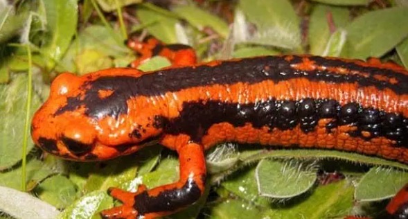 网络图片(侵删) 网络图片(侵删)