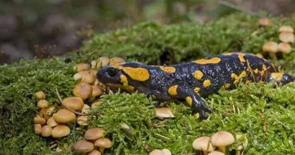 网络图片(侵删) 网络图片(侵删)