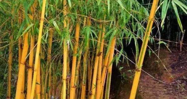 网络图片(侵删) 网络图片(侵删)