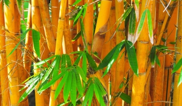 网络图片(侵删) 网络图片(侵删)