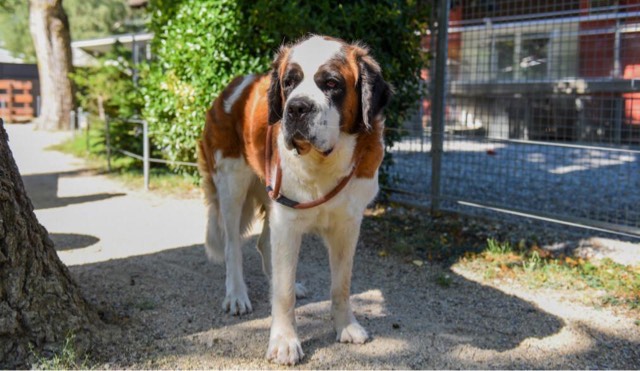 网络图片(侵删) 网络图片(侵删)