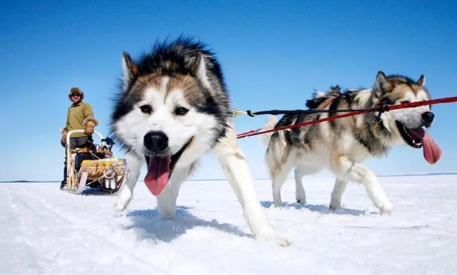 网络图片(侵删) 网络图片(侵删)