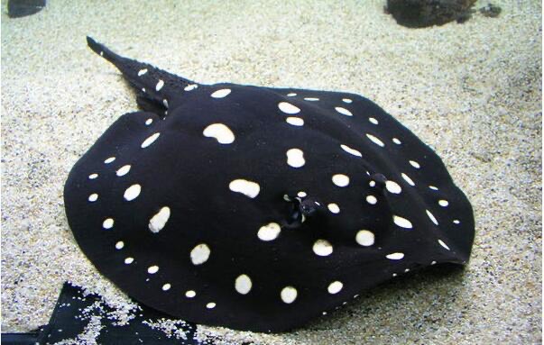 网络图片(侵删) 网络图片(侵删)