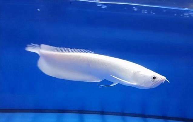 网络图片(侵删) 网络图片(侵删)