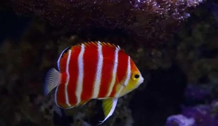 网络图片(侵删) 网络图片(侵删)