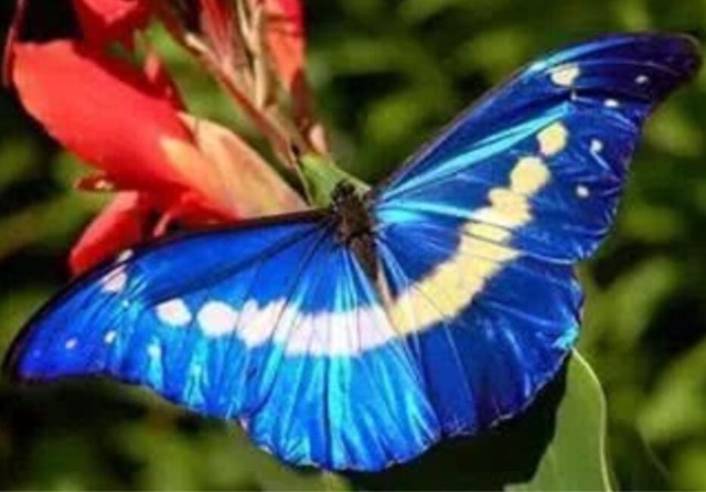 网络图片(侵删) 网络图片(侵删)