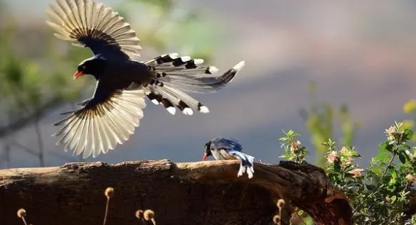 网络图片(侵删) 网络图片(侵删)