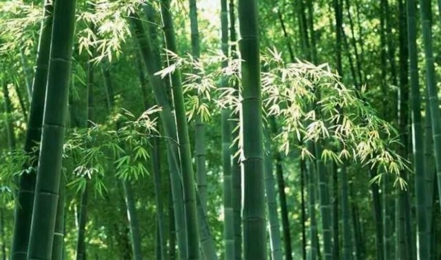 网络图片(侵删) 网络图片(侵删)