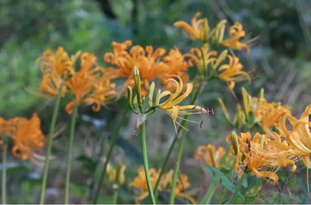 网络图片(侵删) 网络图片(侵删)