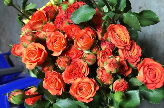 网络图片(侵删) 网络图片(侵删)