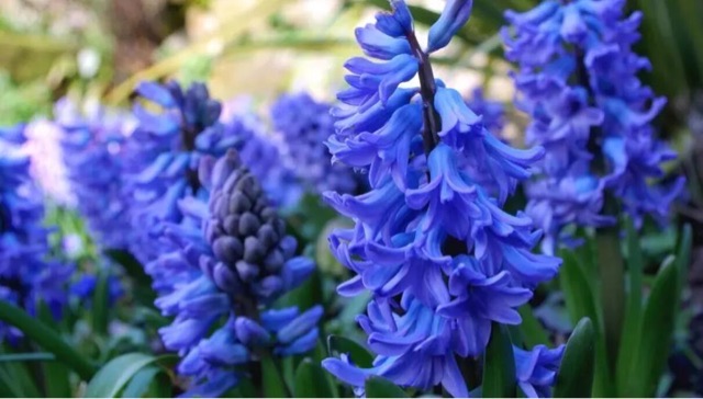 网络图片(侵删) 网络图片(侵删)