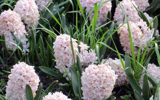 网络图片(侵删) 网络图片(侵删)