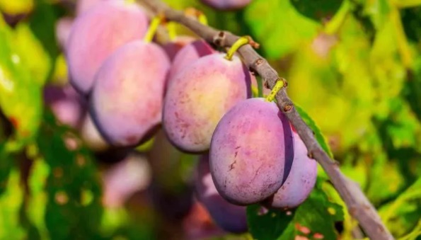 网络图片(侵删) 网络图片(侵删)